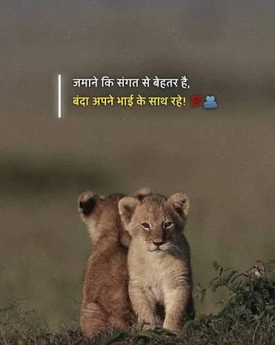 Two brothers are sporting each other like loin