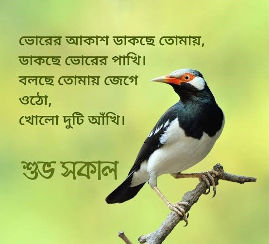 Bengali Good Morning Quotes with a beautiful morning view and soft sky