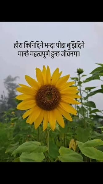 Nepali Sad Shayari का लागि धुमिल उज्यालोमा एक्लै बसेको व्यक्तिको भावुक छवि